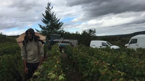 C’est parti pour les vendanges en Côte d’Or 